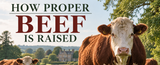 A large brown and white beef cow stands in a grassy field with other cows and trees in the background, with the text 'HOW PROPER BEEF IS RAISED' overlaid at the top.