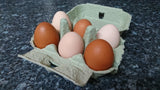 Sussex Free Range Pastured Eggs